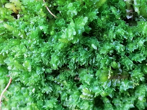 Schistochilopsis