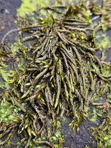 Portuguese Feather-moss (Rhynchostegium alopecuroides)
