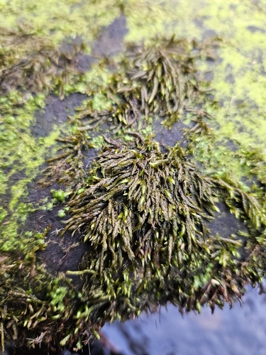Image of Rhynchostegium alopecuroides by (c) Helen Waterman, some rights reserved (CC BY)