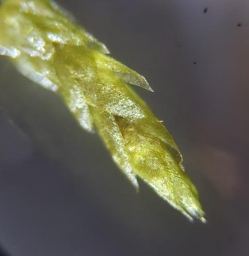 Image of Rhynchostegium alopecuroides by (c) Helen Waterman, some rights reserved (CC BY)