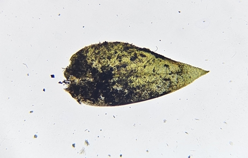 Image of Rhynchostegium alopecuroides by (c) Helen Waterman, some rights reserved (CC BY)