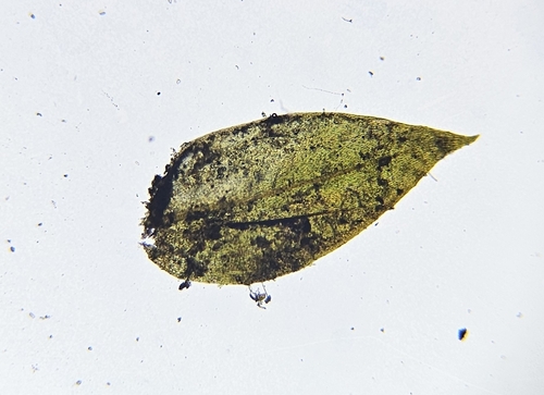 Image of Rhynchostegium alopecuroides by (c) Helen Waterman, some rights reserved (CC BY)