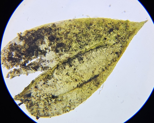 Image of Rhynchostegium alopecuroides by (c) Helen Waterman, some rights reserved (CC BY)