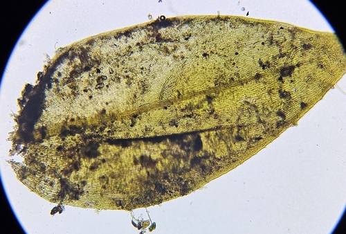 Image of Rhynchostegium alopecuroides by (c) Helen Waterman, some rights reserved (CC BY)