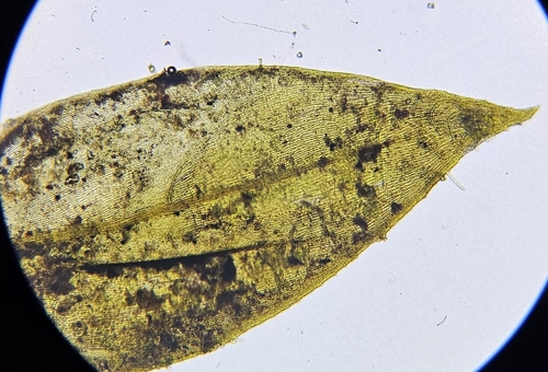 Image of Rhynchostegium alopecuroides by (c) Helen Waterman, some rights reserved (CC BY)