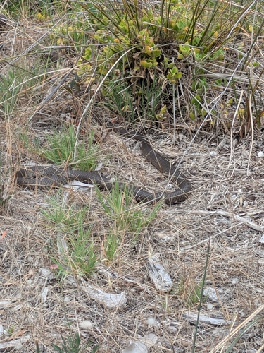 Eastern Brown Snake sighting