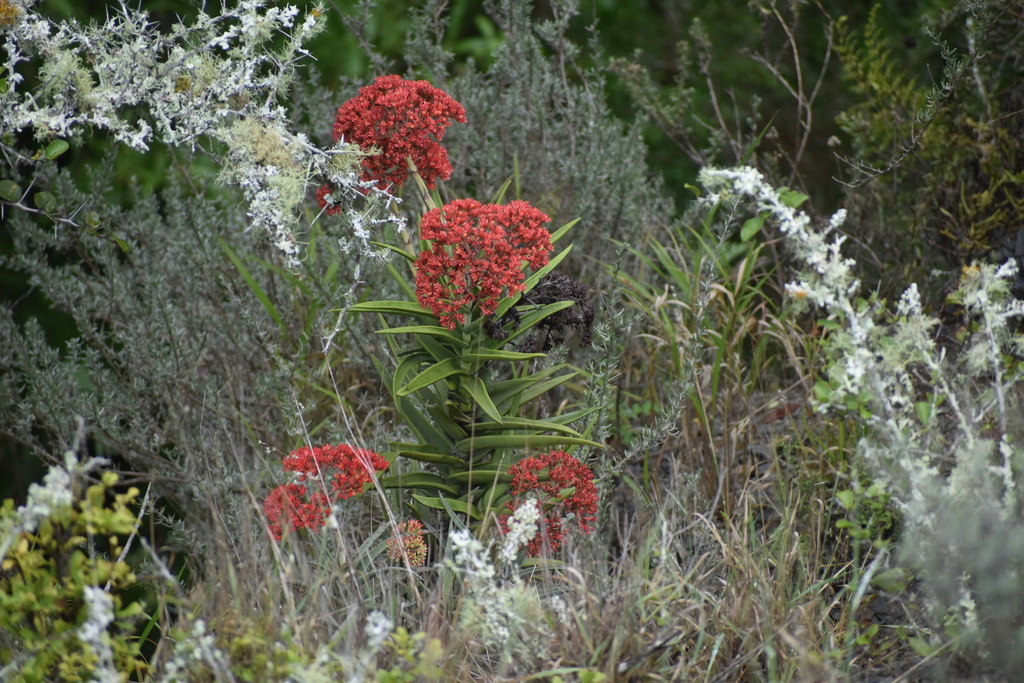 Crassula perfoliata, Ngqowa, South Africa