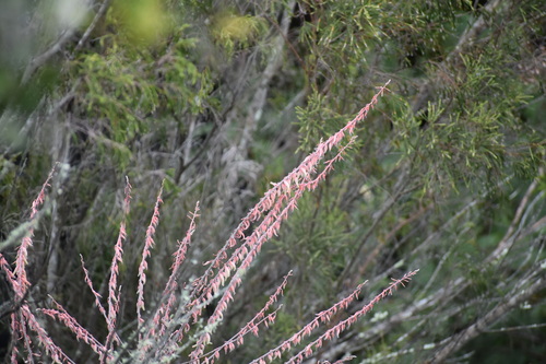 Gasteria excelsa