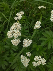 Achillea millefolium