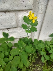 Chelidonium majus