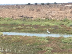 Egretta garzetta