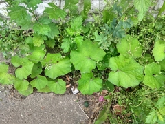 Tussilago farfara
