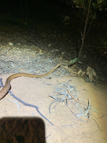 Brown Tree Snake sighting