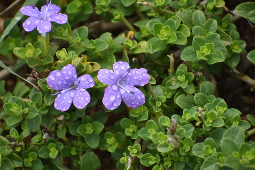 Image of Barleria obtusa by (c) Justin Ponder, some rights reserved (CC BY)