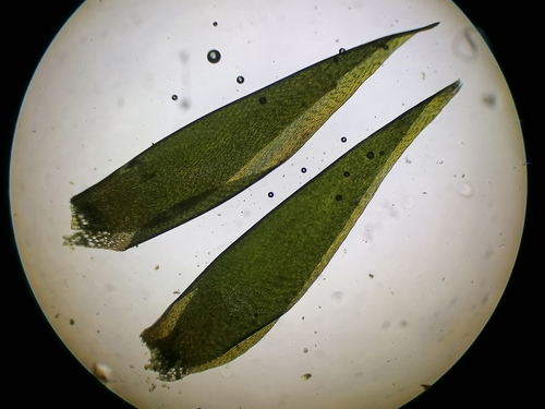 Image of Fontinalis squamosa by (c) Daniel Buczkiewicz, some rights reserved (CC BY-SA)