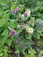 Arctium tomentosum
