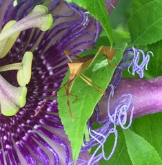 Chondrocera laticornis