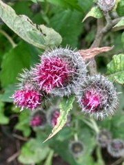 Arctium tomentosum