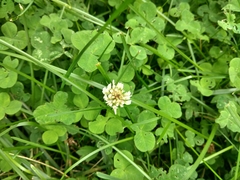 Trifolium repens