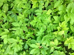 Aegopodium podagraria