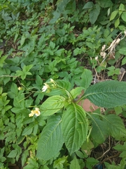 Impatiens parviflora