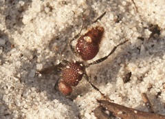 Ephutomorpha ferruginata