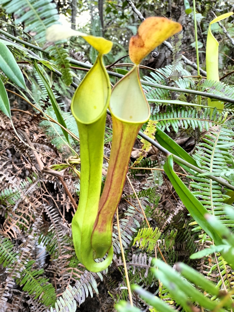 Nepenthes reinwardtiana (Nepenthes reinwardtiana)