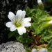 Cerastium - Photo (c) Wolfgang Jauch, alguns direitos reservados (CC BY), uploaded by Wolfgang Jauch