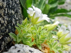 Cerastium uniflorum