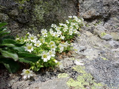 Cerastium uniflorum