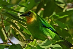 Yellow-Throated Leafbird photo 4