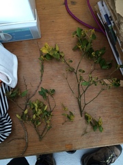 Notothixos subaureus