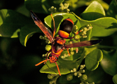 Pseudabispa ephippioides