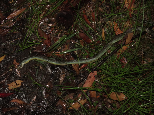Common Tree Snake sighting