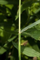 Poa bulbosa