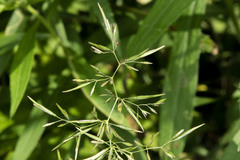 Poa bulbosa