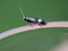 Stigmella aurella