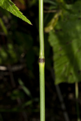 Poa bulbosa