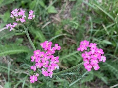 Achillea millefolium