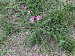 Achillea millefolium
