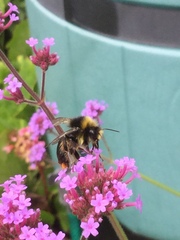 Bombus pratorum