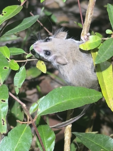 チビフクロモモンガ