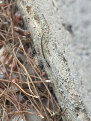 Pholcidae