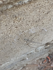 Pholcidae