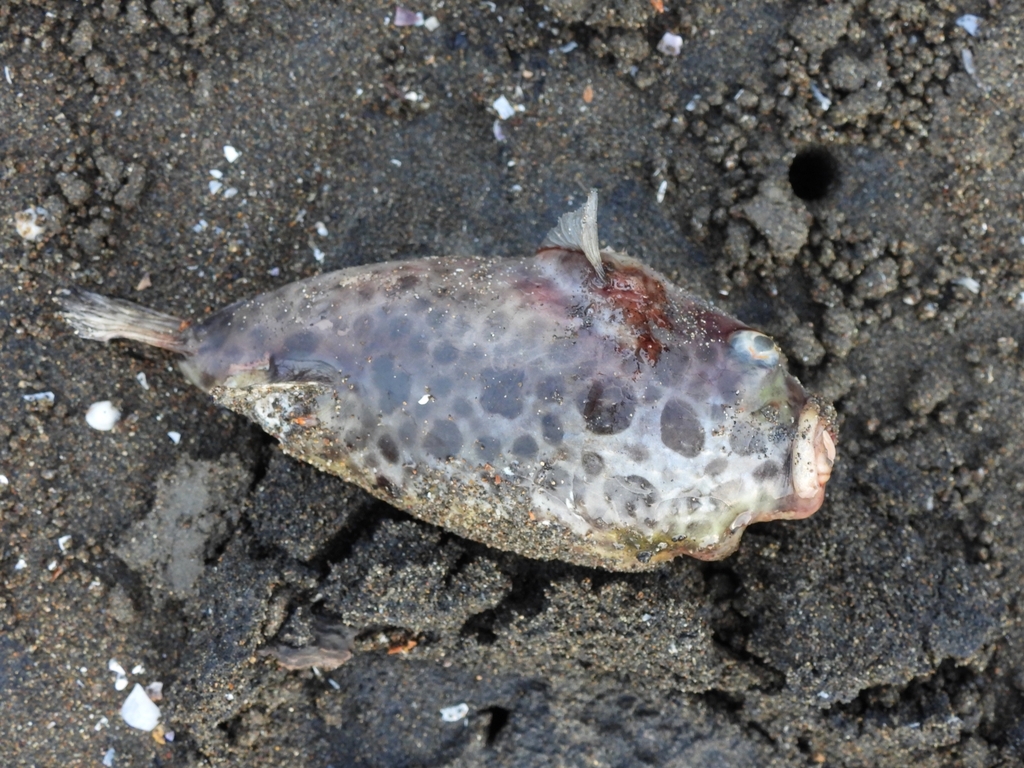 Dichotomyctere nigroviridis (Dichotomyctere nigroviridis)