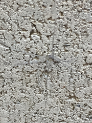 Pholcidae