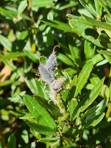 Image of Podolobium alpestre by (c) Jane Canaway, some rights reserved (CC BY)