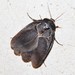 Polyphaga aegyptiaca - Photo (c) Σάββας Ζαφειρίου (Savvas Zafeiriou), algunos derechos reservados (CC BY-NC), uploaded by Σάββας Ζαφειρίου (Savvas Zafeiriou)