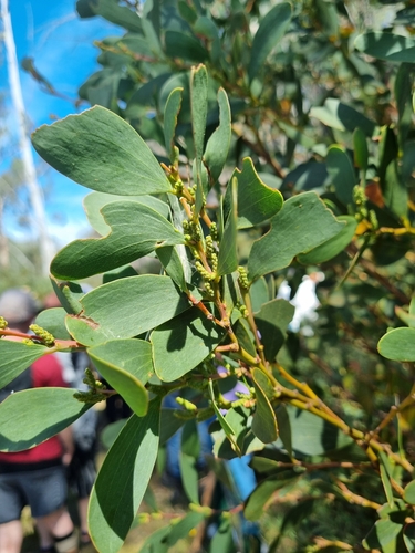 Buffalo Sallow-Wattle (Acacia phlebophylla)