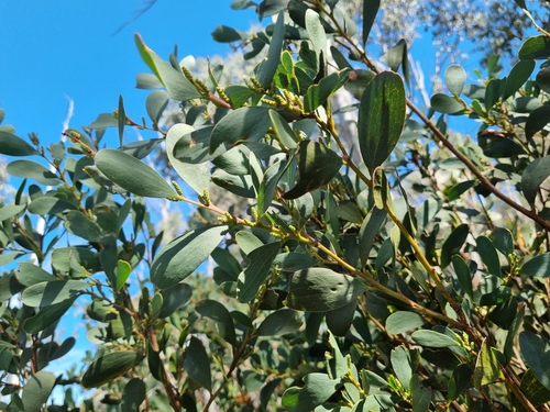 Image of Acacia phlebophylla by (c) Jane Canaway, some rights reserved (CC BY)